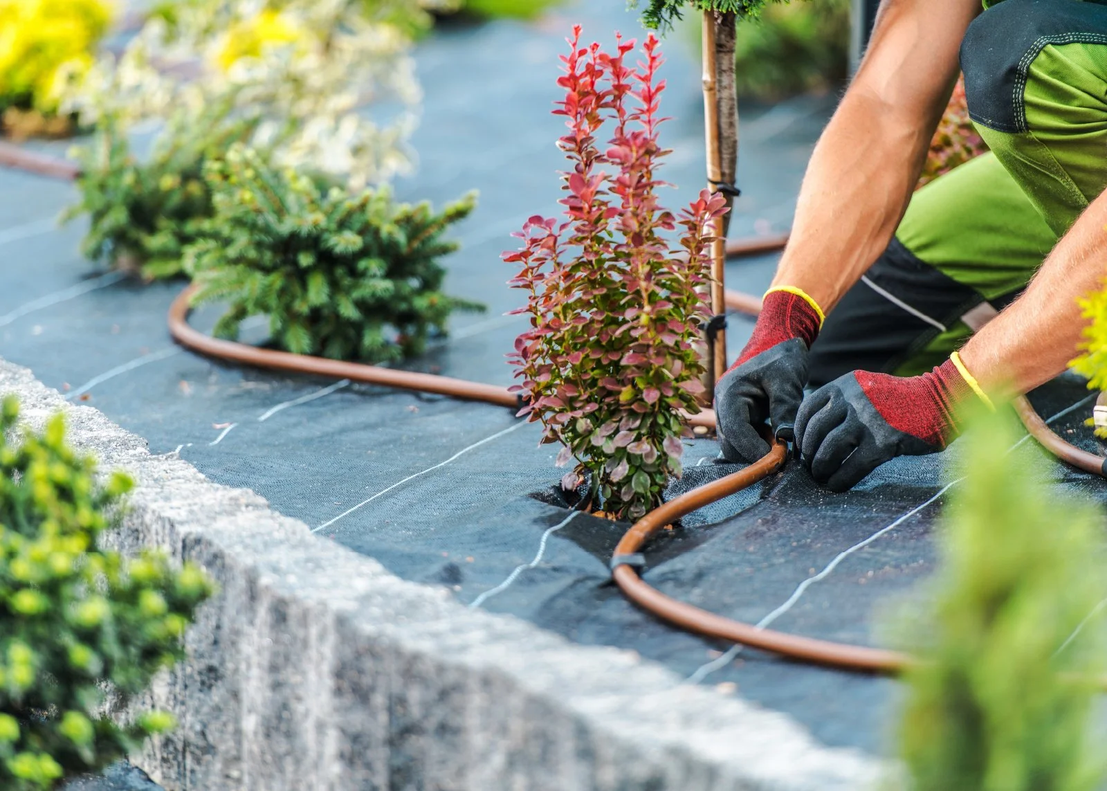 Drip irrigation watering a garden in Upstate South Carolina